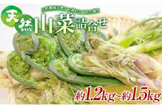 FYN9-155 《先行予約》『山菜ときのこの里』 山里の春の香り 天然山菜詰合せ 約1.2kg～1.5kg