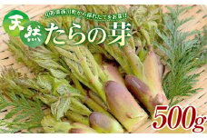 FYN9-150 《先行予約》『山菜ときのこの里西川町』 山里の春の香り 天然たらの芽 500g