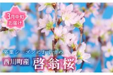 FYN9-452 【2026年3月中旬お届け】 山形県 西川町産 啓翁桜 1束(80cm×10本) 2026年3月中旬から順次発送  学校 卒業 卒業式  春 桜 さくら サクラ 花 フラワー 飾り 山形県 西川町 月山