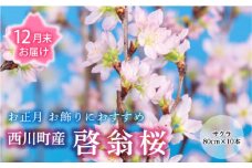 FYN9-603 【12月末お届け】山形県 西川町産 啓翁桜 1束(80cm×10本) 2025年12月下旬から順次発送 年内お届け 年末 年始 正月 元旦 桜 さくら サクラ 花 フラワー 飾り 山形県 西川町 月山