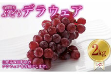 FYN9-630 ≪先行予約≫【農家直送】2024年 山形県 西川町産 デラウェア ぶどう 2kg (12～16本) L～2L箱詰め 2024年8月中旬から発送 葡萄 くだもの 果物 フルーツ 夏 月山