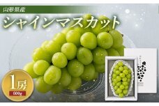 FYN9-713 《2025年先行予約》贈答用 山形県産 シャインマスカット 1房（600g以上）秀品 2025年9月上旬から順次発送 ぶどう ブドウ 葡萄 マスカット 大粒 種なし 高級 くだもの 果物 フルーツ 秋果実 化粧箱 贈答 ギフト プレゼント 産地直送 農家直送 山形県 西川町 月山