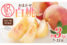 FYN9-732 ≪2025年先行予約≫ ご家庭用 9月発送 山形県産 品種おまかせ 白桃 約3kg(7～13玉) 2025年9月上旬から順次発送 硬い はくとう 桃 もも モモ 果物 くだもの 夏果実 フルーツ 訳あり 農業者支援 家庭用 自宅用 産地直送 山形県 西川町 月山