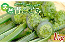 FYN9-777 《先行予約》『山菜ときのこの里西川町』 山里の春の香り 天然青こごみ 1kg こごみ