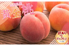 FYN9-830 ≪2025年先行予約≫ ご家庭用 山形県産 無袋(ムタイ) 黄金桃 約3kg( 7～13玉) 2025年8月中旬から順次発送 黄桃 黄色 桃 もも モモ 果物 くだもの 夏果実 フルーツ 訳あり 農業者支援 家庭用 自宅用 産地直送 山形県 西川町 月山