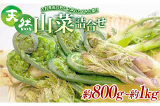 FYN9-779 《先行予約》『山菜ときのこの里』 山里の春の香り 天然山菜詰合せ 約800g～1kg