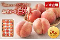 FYN9-917 ≪2025年先行予約≫ご家庭用 山形県産 おまかせ 白桃 約5kg(12～20玉) 2025年8月上旬から順次発送 夏果実 果実 果物 くだもの フルーツ 桃 もも ピーチ 家庭用 自宅用 訳あり 農業者 農家 支援品 産地直送 山形県 西川町 月山