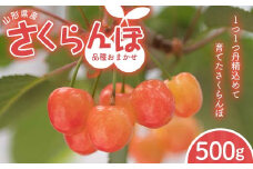 FYN6-053 ≪2025年先行予約≫山形県 品種おまかせ さくらんぼ 500g M～L 秀品 バラパック 2025年6月上旬頃から順次発送  果物 くだもの フルーツ 夏果物 サクランボ チェリー ご自宅用 ご家庭用  山形県 西川町 月山