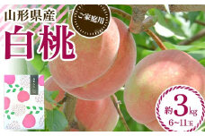 FYN6-073 ≪2025年先行予約≫ ご家庭用 山形県産 品種おまかせ 白桃 約3kg（6～11玉） 2025年8月中旬から順次発送 柔らかくなる桃 はくとう 桃 もも モモ 果物 くだもの 夏果実 フルーツ 訳あり 農業者支援 家庭用 自宅用 産地直送 山形県 西川町 月山