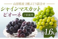 FYN6-060 《2025年先行予約》 ご家庭用 山形県産 シャインマスカット ピオーネ 詰合せ 約1.6kg(2～4房) 2025年8月下旬から順次発送 葡萄 ブドウ 種無し 夏果実 秋果実 果物 くだもの フルーツ 訳あり 家庭用 自宅用 産地直送 山形県 西川町 月山