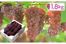 FYN6-064 ≪2026年先行予約≫山形県産 デラウェア 1.8kg(9～16房) 秀品 2026年8月上旬から順次発送 種無し 小粒 食べやすい ぶどう ブドウ 葡萄 くだもの 果物 フルーツ 夏果実 箱入り 中元 贈り物 ギフト 自宅 家庭 産地直送 山形県 西川町 月山