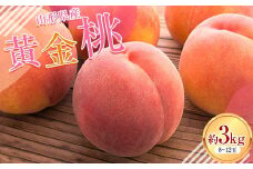 FYN6-114 ≪2025年先行予約≫山形県産 黄金桃 約3kg（8～12玉） 秀品 柔らかくなる 2025年8月中旬から順次発送 黄桃 黄色 桃 もも モモ 果物 くだもの 夏果実 フルーツ 産地直送 山形県 西川町 月山