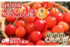 FYN6-253 ≪2026年先行予約≫山形県産 さくらんぼ 品種おまかせ(佐藤錦・紅秀峰など) 800g(400g×2) 秀/L以上 バラパック詰め 2026年6月中旬頃より発送 果物 くだもの フルーツ 夏果実 サクランボ チェリー 桜桃 高級 化粧箱 ギフト箱 贈り物 贈答 ギフト プレゼント 自宅 家庭 産地直送 山形県 西川町 月山