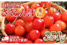 FYN6-254 ≪2026年先行予約≫山形県産 さくらんぼ 品種おまかせ(佐藤錦・紅秀峰など) 350g 秀/L以上 バラパック詰め 2026年6月中旬頃より発送 果物 くだもの フルーツ 夏果実 サクランボ チェリー 桜桃 高級 化粧箱 ギフト箱 贈り物 贈答 ギフト プレゼント 自宅 家庭 産地直送 山形県 西川町 月山