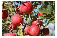 りんご 無袋ふじ 秀品 5kg 【12月上旬～下旬発送】 サンふじ 山形県 朝日町産 山形県産 特産 果物 フルーツ リンゴ 林檎 冬
