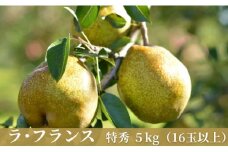 ラ・フランス 洋梨 5kg 16玉以上 特秀 【11月中旬発送】 山形県 朝日町産 山形 特産 産地直送 果物 フルーツ ラフランス 秋 山形産