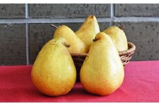 洋梨 ３ヶ月 定期便 各月1種類 各種３kg マルゲリットマリーラ ラ・フランス シルバーベル 特秀 農家直送 山形県 朝日町産 農産物 山形産 洋ナシ 高級 果物 秋 冬