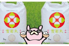 米 雪若丸 令和6年産 10kg（5kg×2袋） こめ コメ 2024年産 精米 山形県 朝日町産 送料無料