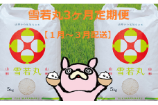 朝日町産米「雪若丸」10㎏×3ヶ月定期便【1月～3月配送】