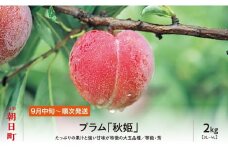 プラム 秋姫 ２kg 大玉 3L～4L 秀品 化粧詰め 【2025年９月中旬～９月下旬発送】 山形県 朝日町産 山形産 すもも スモモ フルーツ 果物 秋