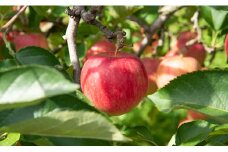 りんご 秋陽 秀品 5kg 約14～18玉 【9月下旬～10月上旬発送】 山形県 朝日町産 山形県産 特産 果物 フルーツ リンゴ 林檎 秋