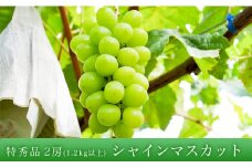 ぶどう シャインマスカット 特秀 1.2kg以上 2房 【2025年10月上旬～11月上旬発送】 農家直送 山形県 朝日町産 山形産 ぶどう ブドウ 葡萄 果物 フルーツ 秋 先行予約