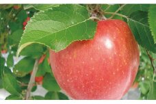【葉とらずりんご限定200箱】りんご サンふじ 秀品 3kg 約7～11玉 山形県 朝日町産 山形県産 特産 果物 フルーツ リンゴ 林檎 秋 冬【12月上旬～12月下旬発送】