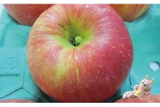＜ 先行予約 ＞ りんご 【 ご家庭用 訳あり 】 サンふじ 5kg 【2025年11月下旬～発送】 山形県 朝日町産 農家直送 山形県産 特産 果物 フルーツ リンゴ 林檎 秋