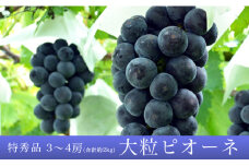 ぶどう ピオーネ 2kg 3～4房 特秀 【2025年9月中旬～10月中旬発送】 農家直送 山形県 朝日町産 山形産 ぶどう ブドウ 葡萄 グレープ 果物 フルーツ 秋 先行予約
