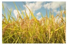 朝日町産 米 つや姫・雪若丸 食べ比べ 10㎏×3ヶ月定期便【2月～4月配送】