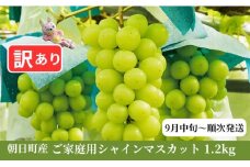 ＜先行予約＞ 訳あり シャインマスカット 1.2kg以上 農家直送 【9月中旬～11月上旬発送】ぶどう ブドウ 葡萄 果物 フルーツ 家庭用 ご家庭用 秋 山形県 朝日町産 山形産 