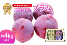 《先行受付》すもも（プラム）約4kg 2種以上【2025年8月中旬頃～発送予定】【山形プラム・大江町産】 【001-076】