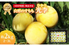 《先行受付》すもも「光李（ひかり）」約2kg 2～3L【2025年8月中旬頃～発送予定】【山形プラム・大江町産】 【001-080】