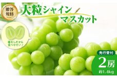 《先行受付》贈答規格シャインマスカット 約1.4kg（2房）【2025年9月中旬頃～発送予定】【山形ぶどう・大江町産・小林葡萄園】 【024-003】