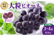 《先行受付》贈答規格 大粒ピオーネ3～4房 約2kg【2025年9月中旬頃～発送予定】【山形ぶどう・大江町産・小林葡萄園】 【024-002】