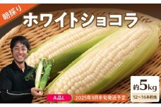 《先行受付》朝採りホワイトショコラ約5kg・A品L・12～16本程度 【2025年9月中旬～発送予定】【山形とうもろこし・大江町産・明石農園】【027-006】