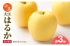 《先行受付》 小玉・大江はるか約3kg（有袋栽培）【2025年1月中旬頃～発送予定】 【015-066】