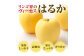 《先行受付》 小玉・大江はるか約3kg（有袋栽培）【2025年1月中旬頃～発送予定】