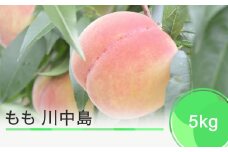 先行予約 もも 桃 川中島 約5kg 2024年産 令和六年産 果物 フルーツ 山形県産 ja-moknx5