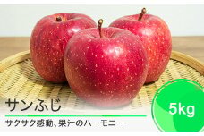 りんご サンふじ 5kg 2025年産 果物 フルーツ くだもの 大石田 山形県 ja-risfx5