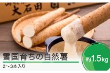 雪国育ちの自然薯 約1.5㎏(2～3本入り) 野菜 やまいも じねんじょ 山形県 大石田町産 oz-zixxx15