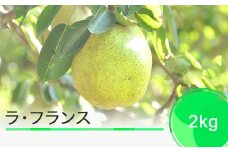 ラ・フランス 洋梨 ラフランス 約2kg 2025年産 フルーツ くだもの 果樹 ギフト 山形県 ja-laxxx2