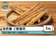 雪国育ちの自然薯 ご家庭用 スティック 約1㎏ 野菜 やまいも じねんじょ 山形県 大石田町産 oz-ziwxx1000