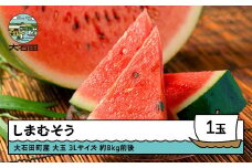 大玉すいか しまむそう 3Lサイズ×1玉 2025年産 令和7年産 山形県産 7月中旬から順次発送 gt-susmx3