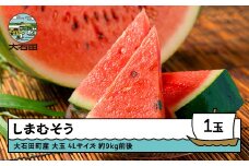 大玉すいか しまむそう 4Lサイズ×1玉 2025年産 令和7年産 山形県産 8月中旬から順次発送 gt-susmx4