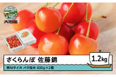  さくらんぼ 佐藤錦 秀Mサイズ バラ詰め 1.2kg(600g×2箱) 2026年産 令和8年産 山形県産 ふるさと納税 果物 くだもの フルーツ 期間限定 冷蔵配送 先行受付 グルメ 取り寄せ ご当地 特産 産地 直送 送料無料 東北 山形県 人気山形県産 ns-snsmb1200