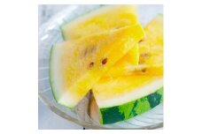 すいか 大玉 金色羅皇 4Lサイズ×1玉 2025年産 令和7年産 山形県産 大石田町産 8月中旬から順次発送 gt-sukrx4
