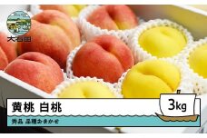 【先行予約】黄桃&白桃 品種おまかせ 計約3kg 2026年産 令和8年産 果物 ふるさと納税 果物 くだもの フルーツ 期間限定 冷蔵配送 先行受付 グルメ 取り寄せ ご当地 特産 産地 直送 送料無料 東北 山形県 人気  山形県 ry-mohot3000