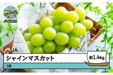 【先行予約】ぶどう シャインマスカット 約1.4kg 2房 2026年産 令和8年産 果物 フルーツ 山形県産 ja-busmx1400