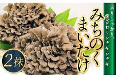 MH最上町産みちのくまいたけ2株